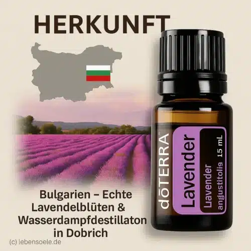 doTERRA Lavendel - Lavandula angustifolia - Lavender – Bild 3