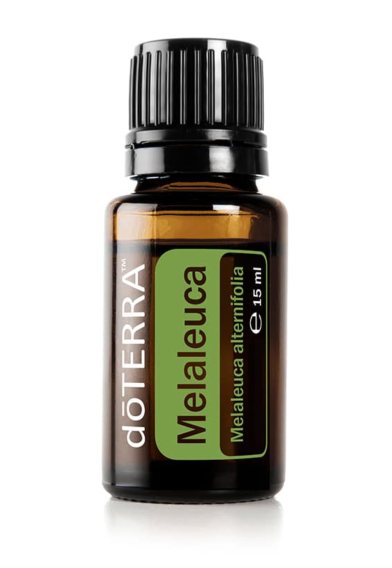 Melaleuca – Teebaumöl – Tea Tree