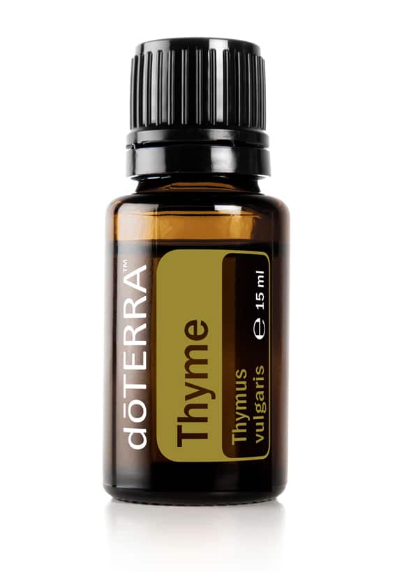 Thymian – Thymus vulgaris – Thyme