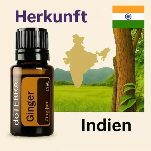 doTERRA Ingwer - Zingiber officinale - Ginger – Bild 3